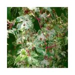 Vigne vierge 'elegans' - ampelopsis 3l Vigne vierge 'elegans' - ampelopsis 3l