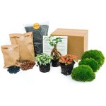 Kit de terrarium pour plantes - bonsa� ficus ginseng, kit de remplissage et de d�marrage, diy? comfortxl ...