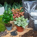 Kit de terrarium pour plantes - coffea arabica, kit de remplissage et de d�marrage, diy? comfortxl green ...