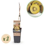 Kiwi jaune actinidia deliciosa golden kiwi fruits jaunes 2 plantes pot 15 cm hauteur 50 cm? comfortxl ...