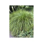 La�che 'osaka' godet de 8 / 9 cm