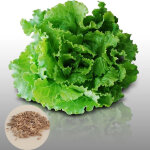 Laitue � couper - 4000 graines - facile � cultiver sur balcon - semences pour potager urbain