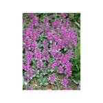Lamier tachet 'chequers' godet de 8 / 9 cm