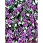 Lamier tacheté 'purple dragon' godet de 8 / 9 cm Lamier tacheté 'purple dragon' godet de 8 / 9 cm