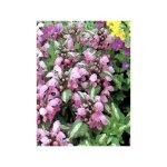 Lamier tachet� 'shell pink' godet de 8 / 9 cm