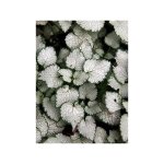 Lamier tachet� 'sterling silver' godet de 8 / 9 cm