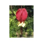 Lanterne chinoise, abutilon du grand fleuve pot de 3l / 4l