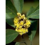 Laurier - sauce pot de 12l / 15l, demi - tige