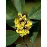 Laurier - sauce pot de 2l / 3l