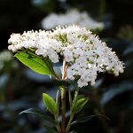 Laurier tin 'eve price' (viburnum tinus 'eve price')