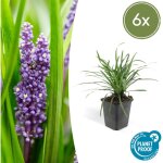 Lavandula angustifolia 'munstead' plante vivace - taille 10 - 25 cm - pot �9 cm? comfortxl green