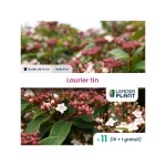 Leaderplant. com - 11 x laurier tin en godet Leaderplant. com - 11 x laurier tin en godet