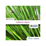 11 x prle du japon en godet