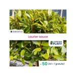 Leaderplant. com - 50 x laurier sauce en godet Leaderplant. com - 50 x laurier sauce en godet