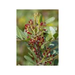 Lentisque, arbre  mastic pot de 6l / 7l