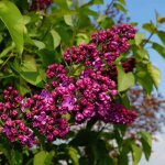 P�pini�res naudet - lilas commun 'charles joly' (syringa vulgaris)