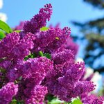 Lilas commun souvenir de louis spaëth / pot de 5l Lilas commun souvenir de louis spaëth / pot de 5l