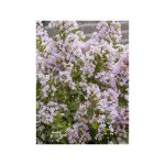 Lilas des indes 'babe with love' godet de 8 / 9 cm Lilas des indes 'babe with love' godet de 8 / 9 cm