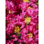 Lilas des indes 'bergerac' pot de 3l / 4l, touffe