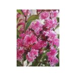Le jardin du pic vert - lilas des indes 'berlingot menthe' pot de 3l / 4l, touffe Le jardin du pic vert - lilas des indes 'berlingot menthe' pot de 3l / 4l, touffe