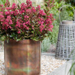 Lilas des indes berry dazzle� 'gamadvi', lagerstroemia / pot de 3l