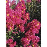 Lilas des indes 'berry dazzle' pot de 7, 5l / 10l, tige de 60 cm