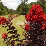 Lilas des indes black diamond� best red?, lagerstroemia / pot de 3l
