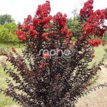 Lilas des indes black diamond� crimson red?, lagerstroemia / pot de 15l