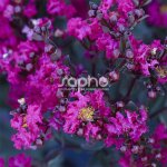 Lilas des indes black diamond� mystic magenta?, lagerstroemia / pot de 3l