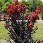 Lilas des indes black diamond� red hot?, lagerstroemia / pot de 3l