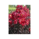 Lilas des indes 'black solitaire best red' pot de 7, 5l / 10l, demi - tige de 40 / 50