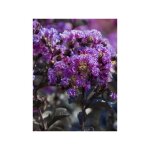 Lilas des indes 'black solitaire lavender lace' pot de 7, 5l / 10l, demi - tige Lilas des indes 'black solitaire lavender lace' pot de 7, 5l / 10l, demi - tige