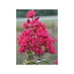 Le jardin du pic vert - lilas des indes braise d ete® 'indybra' pot de 3l / 4l, touffe Le jardin du pic vert - lilas des indes braise d ete® 'indybra' pot de 3l / 4l, touffe