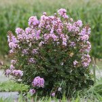 Lilas des indes camaieu d't 'indycam' / pot de 4l