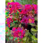 Lilas des indes 'cherry bouquet rouge' godet de 8 / 9 cm