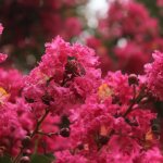 Lilas des indes double feature, lagerstroemia / pot de 15l