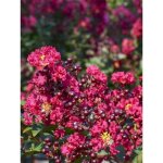 Lilas des indes 'double feature' pot de 7, 5l / 10l, demi - tige