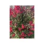 Lilas des indes 'dynamite' pot de 3l / 4l, touffe