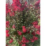 Lilas des indes 'dynamite' pot de 7, 5l / 10l, tige