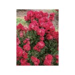 Lilas des indes 'enduring red' pot de 3l / 4l