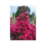 Le jardin du pic vert - lilas des indes 'fuchsia d'et�' 'indyfus' pot de 4l / 5l, touffe