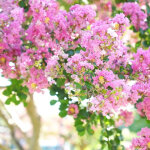 Lilas des indes with love� babe 'milaperl', lagerstroemia / pot de 4l