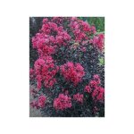 Le jardin du pic vert - lilas des indes 'midnight magic' pot de 3l / 4l