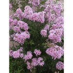 Lilas des indes 'monbazillac' pot de 3l / 4l, touffe Lilas des indes 'monbazillac' pot de 3l / 4l, touffe