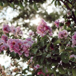 Lilas des indes muskogee, lagerstroemia / pot de 3l