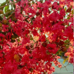Lilas des indes p�rigord pourpre, lagerstroemia / pot de 3l