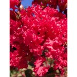 Lilas des indes 'p�rigord pourpre' pot de 3l / 4l