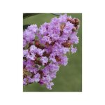 Lilas des indes 'pink grand sud' pot de 3l / 4l, touffe