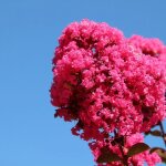 Lilas des indes pink velour, lagerstroemia / pot de 3l