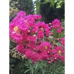 Lilas des indes 'pink velours' pot de 7, 5l / 10l, demi - tige Lilas des indes 'pink velours' pot de 7, 5l / 10l, demi - tige